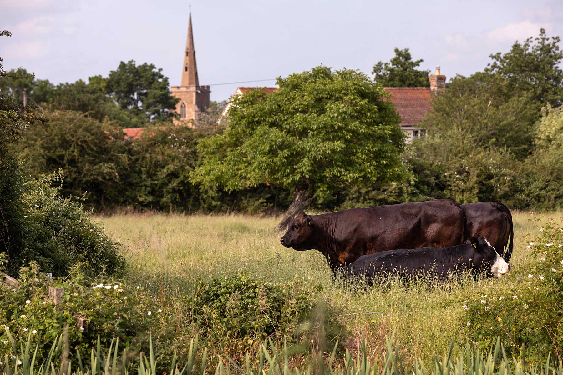 Cows and church on Mere Way