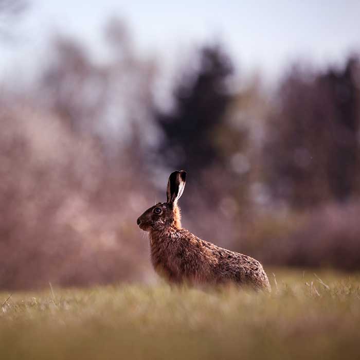 Brown Hare at Waterbeach