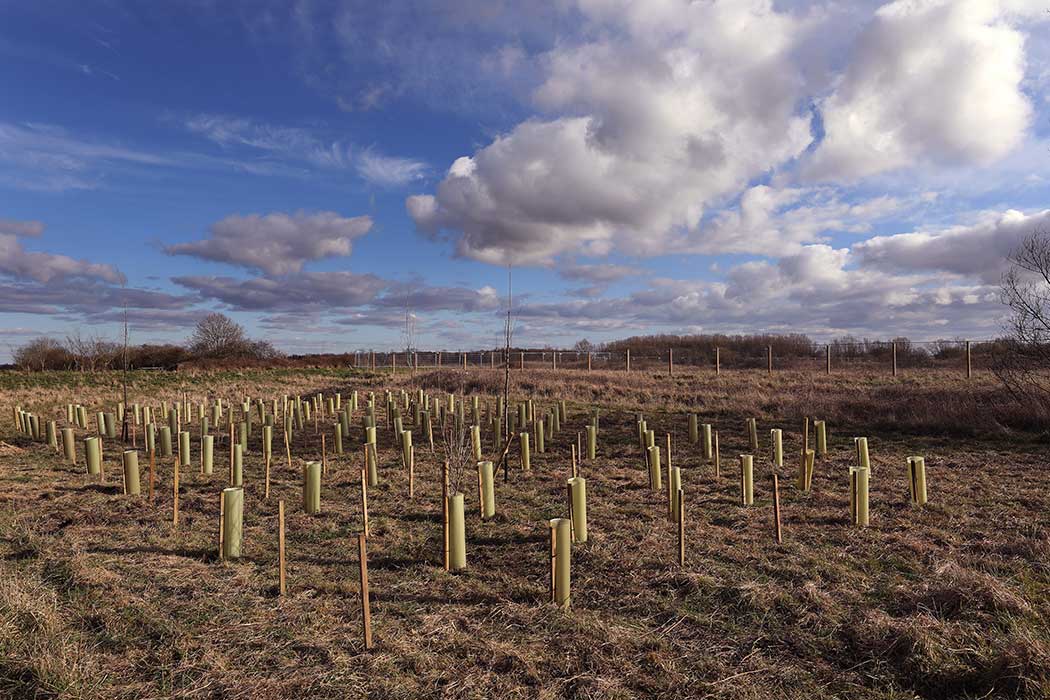 Tree planting on the northern buffer