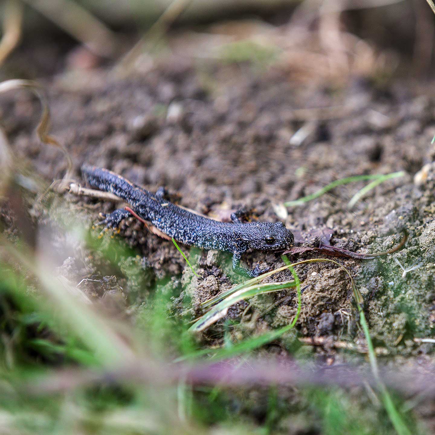 A great crested newt at Waterbeach Barracks